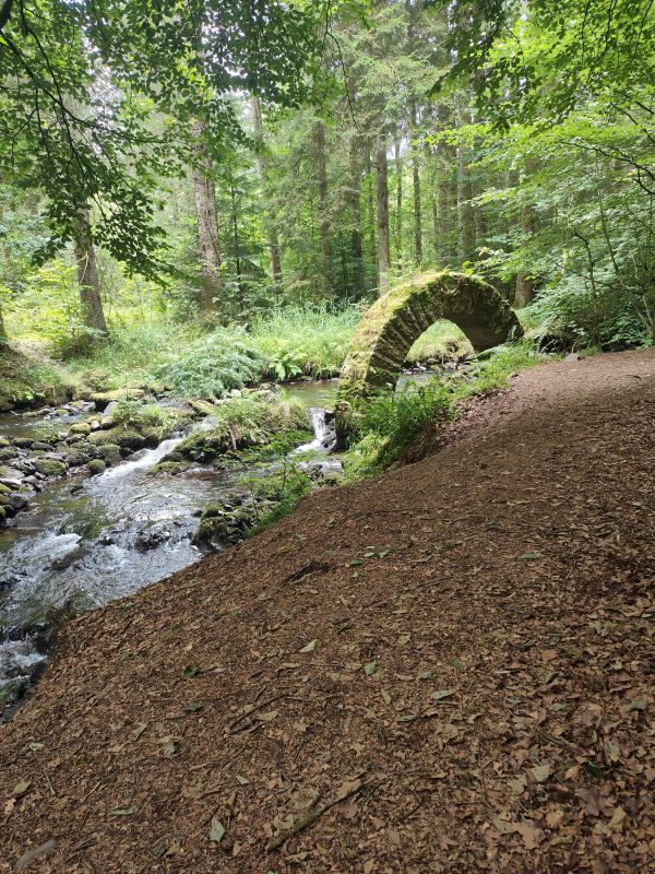 woodland walk