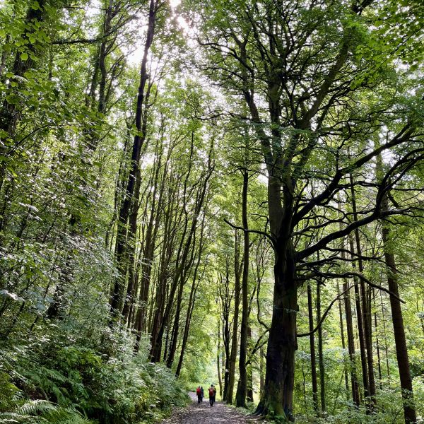 Fairlie Glen