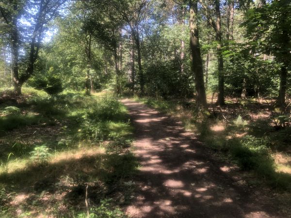 Bramffield Woods