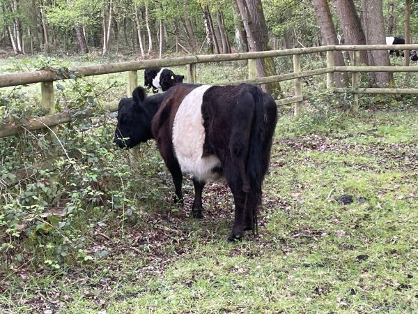 Belted Galloway Cow