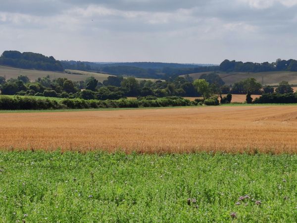View of barley field with woodland in the background