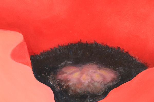 poppy painting