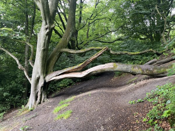 Through the woods