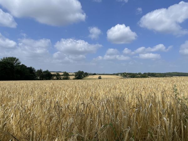 fields