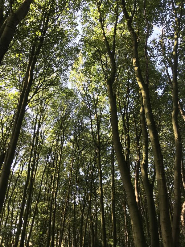 Woodland Walk