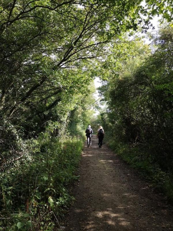 Lane through trees