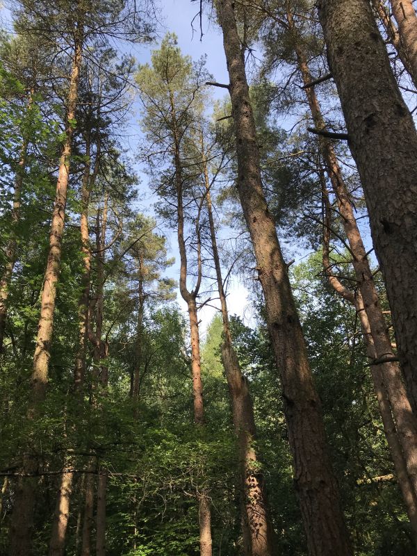 Beeley Plantation