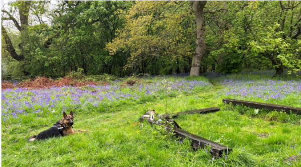 Photo of a dog in a field at the lunch break of the walk
