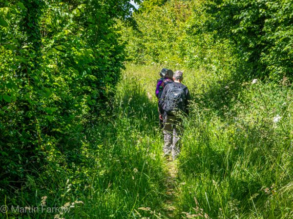 ramblers walking through verdant greenery