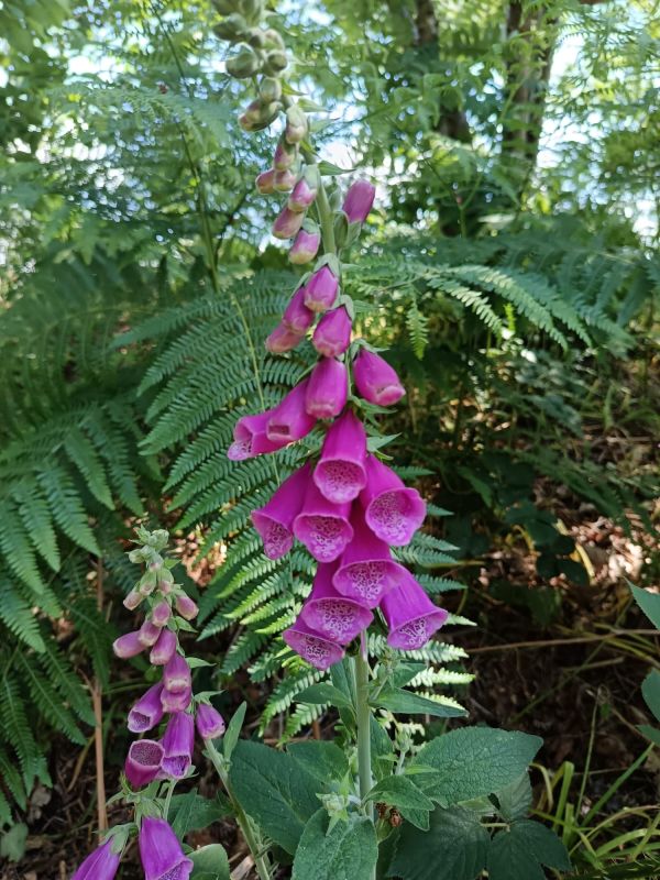 Foxgloves