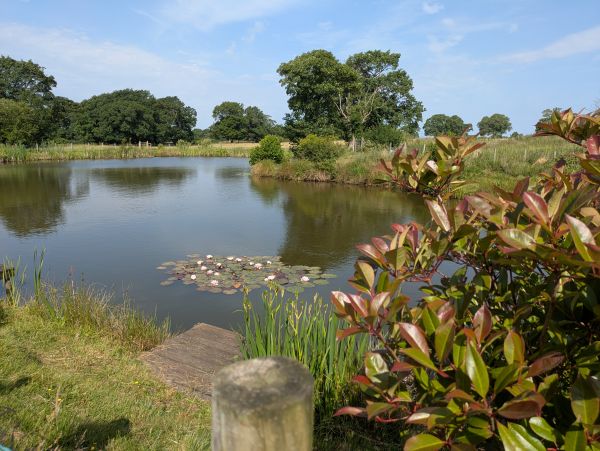 A pond with waterlilies