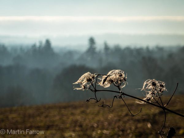 Old man's beard in mist