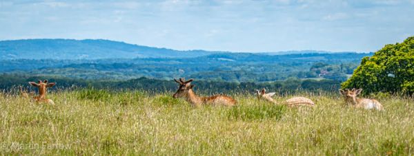 Running deer across field