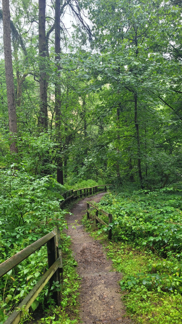 View through the woods