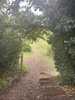 edge of woods