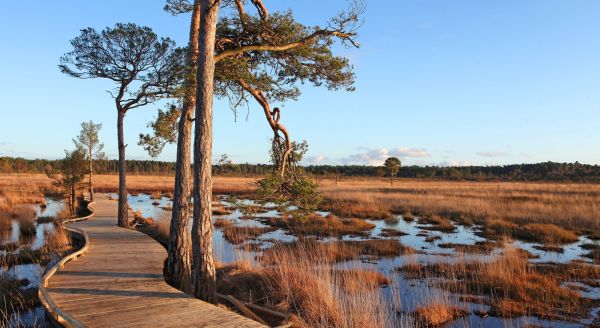 A boardwalk path surrounded by water, trees and long grass