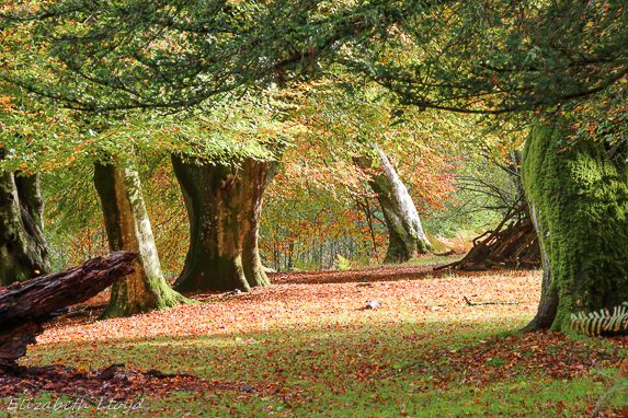 woodland and sun