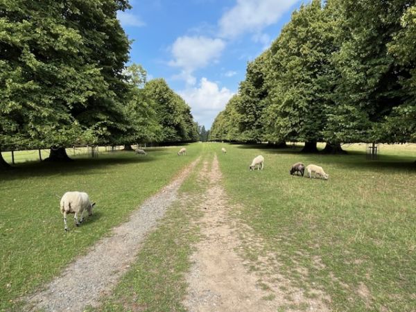Avenue into Fairwarp