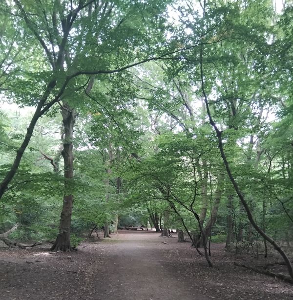 Queen's Wood