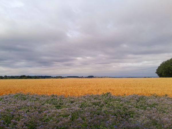 A flat rural vista with crop fields