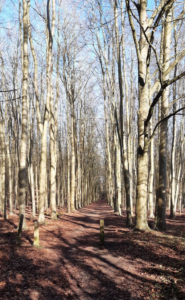 Tall beeches below Newlands Corner 