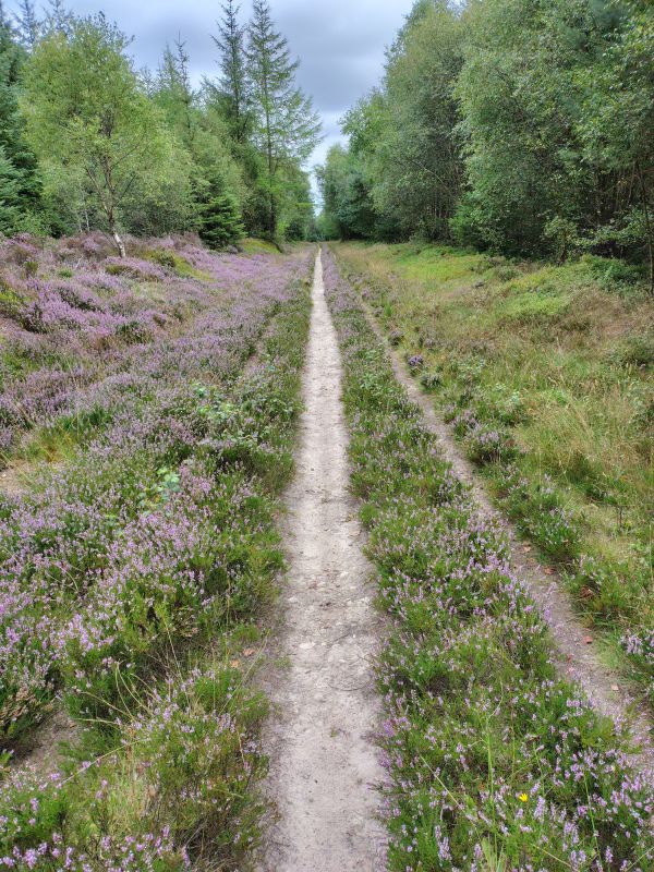 Broxa Forest 