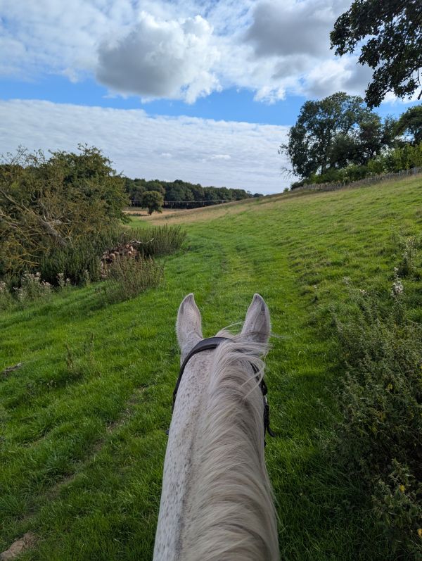 The view through a pair of ears