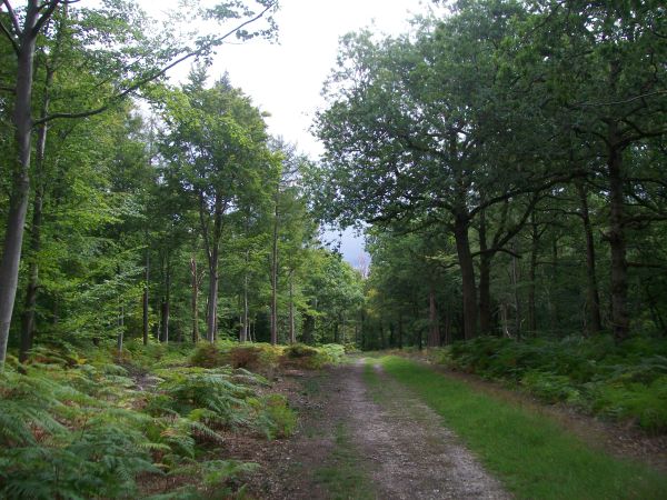 Egypt woods