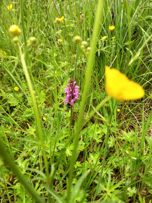 buttercups