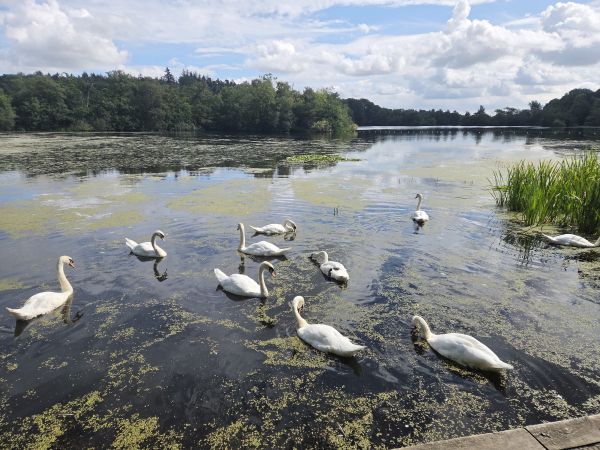 Swans