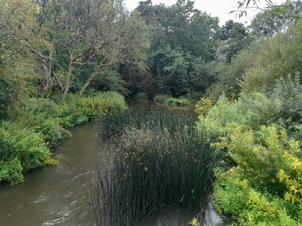 Dense vegetation along the Loddon