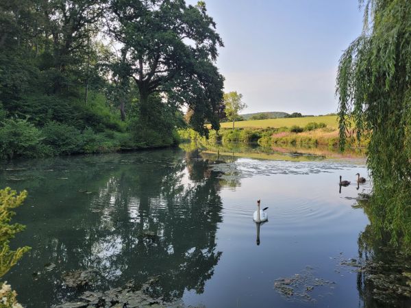 Pond