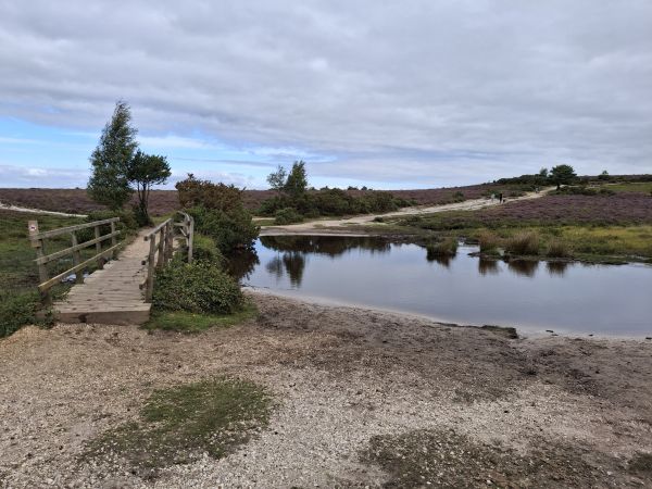 The pond at Dibden Bottom