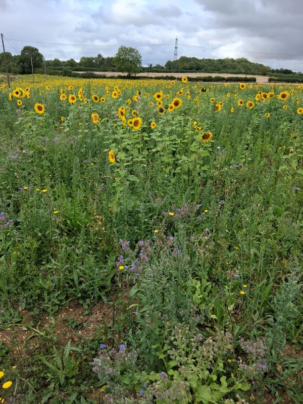Sunflowers along the way