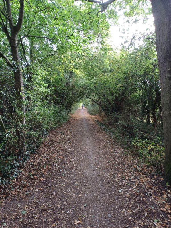 Path through a tunnel of trees