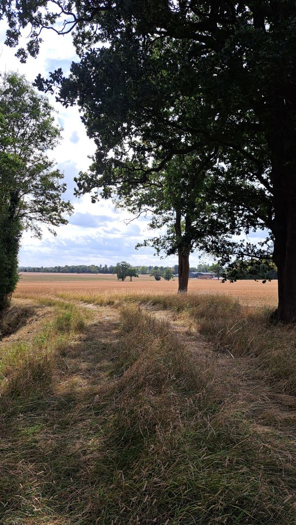 View beside Balls Wood