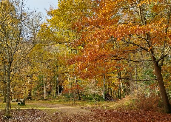 autumn colour trees in landscape