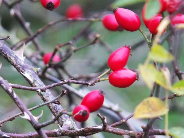 berries