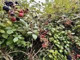 blackberries