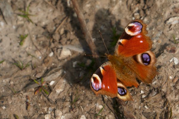Red Peacock butterfly on ground.