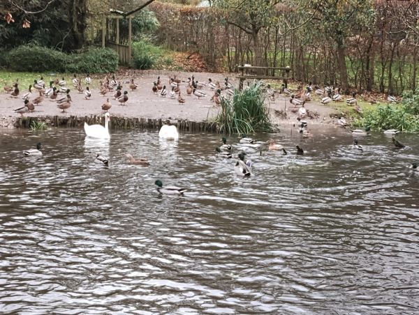 ducks in water at Compton