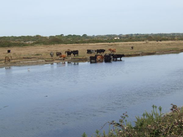 Cattle at Pennington Marshes