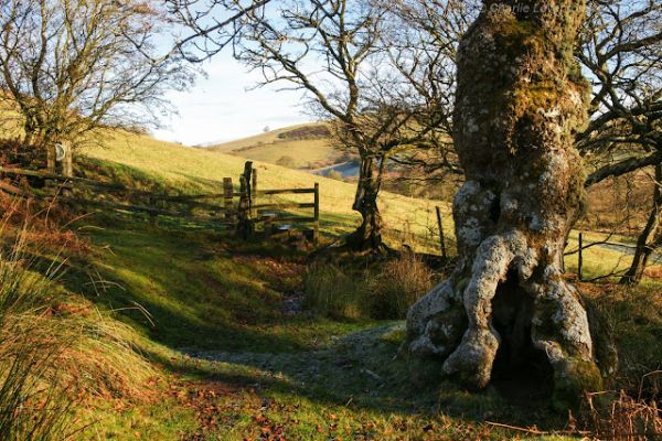 Darnford