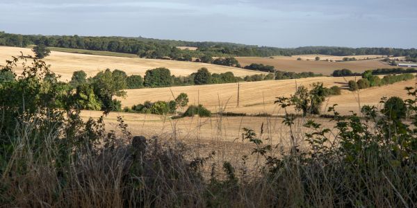 The view from Sacombe Churchyard