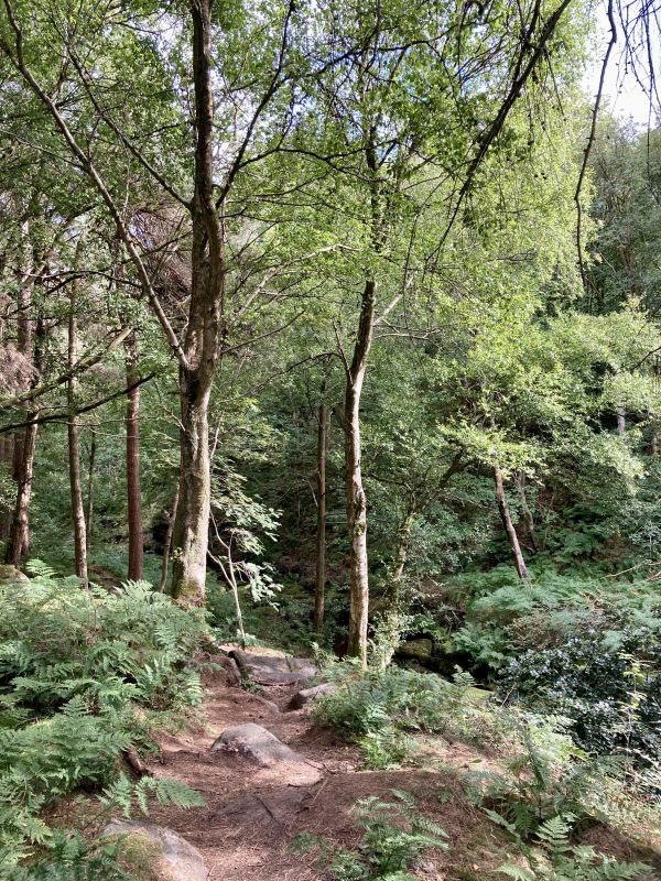 woodland path