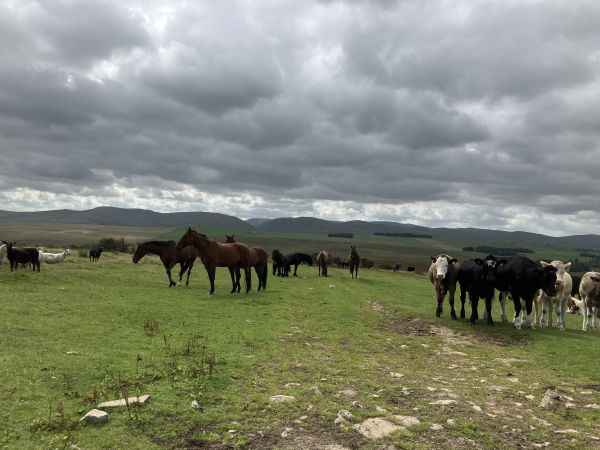 Roaming livestock