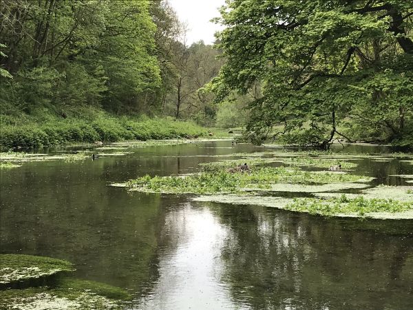 River Bradford