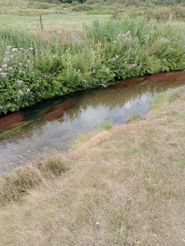 River Hayle