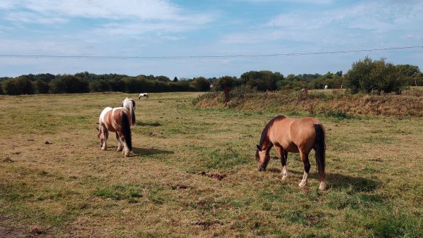 Horses
