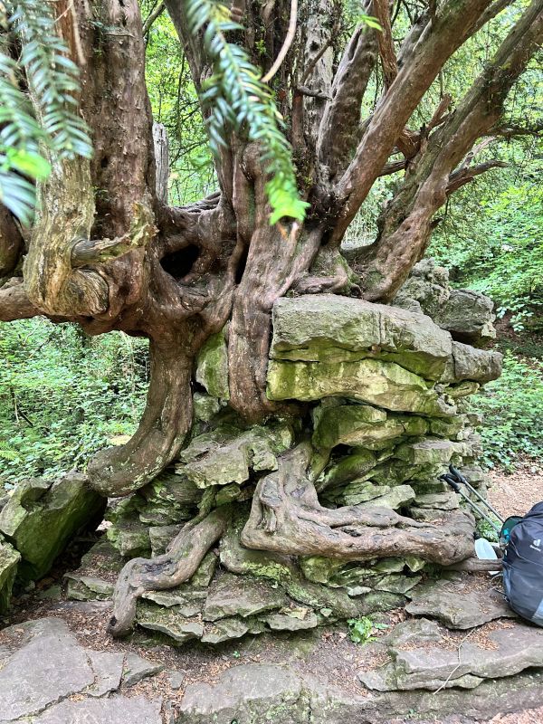 The Yew Stone